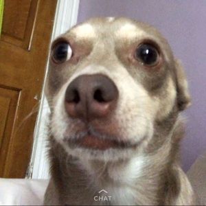 Meet your Posher, Ivan